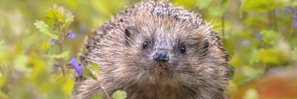 European hedgehog in garden with blue flowers